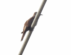 Cacomantis sonneratii