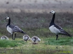 Branta leucopsis