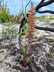 Lachenalia variegata