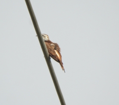 Cacomantis sonneratii