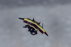 Gasteracantha fornicata