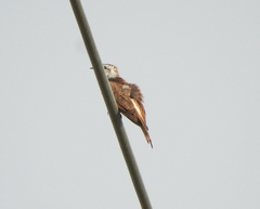 Cacomantis sonneratii