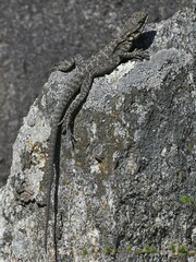 Laudakia tuberculata