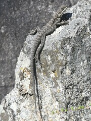 Laudakia tuberculata