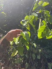 Passifloraceae