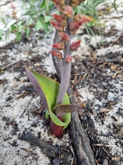 Lachenalia variegata