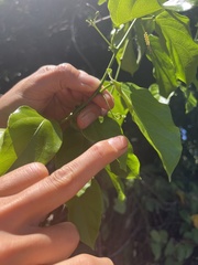 Passifloraceae