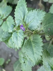 Stemodia verticillata