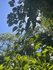 Passifloraceae