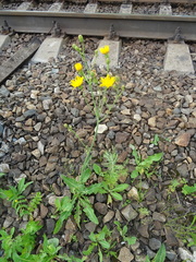 Sonchus arvensis arvensis