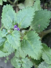 Stemodia verticillata