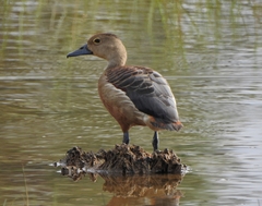 Dendrocygna javanica