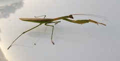 Tenodera sinensis