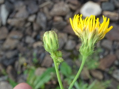 Sonchus arvensis arvensis