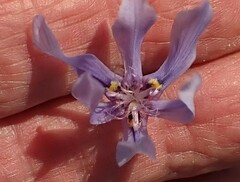 Moraea lugubris