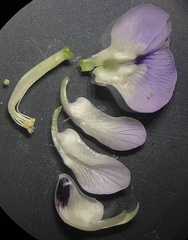 Psoralea sordida