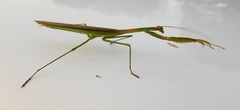 Tenodera sinensis
