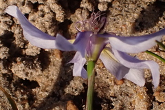 Moraea lugubris