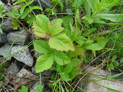 Fragaria viridis