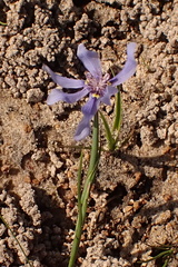 Moraea lugubris