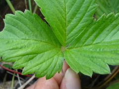 Fragaria viridis