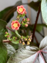 Jatropha gossypiifolia