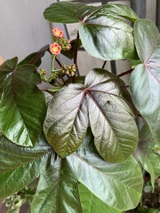 Jatropha gossypiifolia