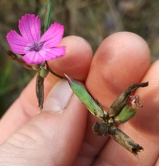 Dianthus borbasii