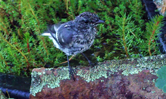 Melanodryas cucullata