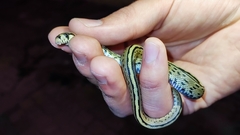 Zamenis scalaris