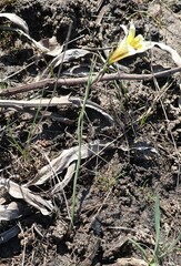 Gladiolus trichonemifolius