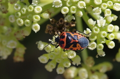 Eurydema spectabilis