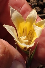Gladiolus trichonemifolius