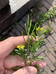 Erysimum cheiranthoides