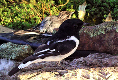 Melanodryas cucullata