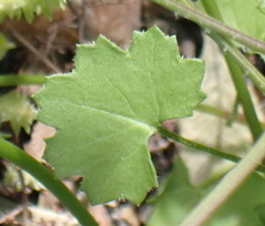 Cineraria saxifraga