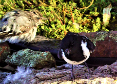 Melanodryas cucullata