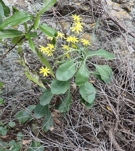 Othonna osteospermoides