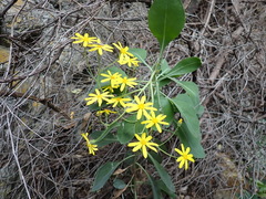 Othonna triplinervia