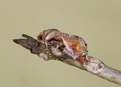 Calyptis semicuprea