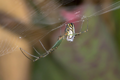 Leucauge dromedaria