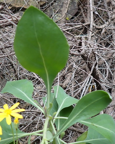 Othonna osteospermoides