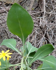 Othonna triplinervia