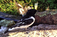 Melanodryas cucullata