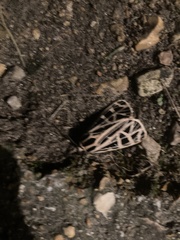 Apantesis parthenice