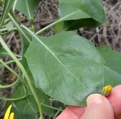 Othonna triplinervia