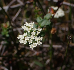 Platysace lanceolata