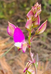 Polygala bracteolata
