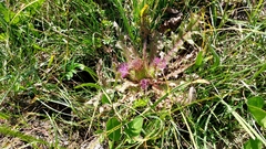 Cirsium acaule esculentum