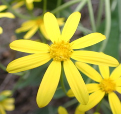 Othonna triplinervia